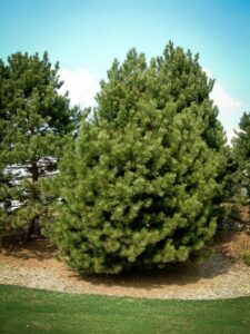 Сосна Чёрная (Pinus Nigra) купить по цене от 270.00р. в интернет-магазине «Посадика» с доставкой почтой в в Новоуральске и по всей России – [изображение №1].