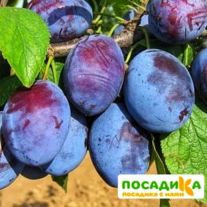 Слива Чачакская ранняя купить по цене от 229.00р. в интернет-магазине «Посадика» с доставкой почтой в в Новоуральске и по всей России – [изображение №1].