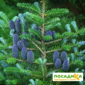 Пихта корейская (Abies koreana) купить по цене от 450.00р. в интернет-магазине «Посадика» с доставкой почтой в в Новоуральске и по всей России – [изображение №1].