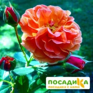 Роза Арабия купить по цене от 350.00р. в интернет-магазине «Посадика» с доставкой почтой в в Новоуральске и по всей России – [изображение №1].