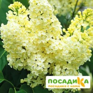 Сирень Примроуз (Primrose) купить по цене от 529.00р. в интернет-магазине «Посадика» с доставкой почтой в в Новоуральске и по всей России – [изображение №1].