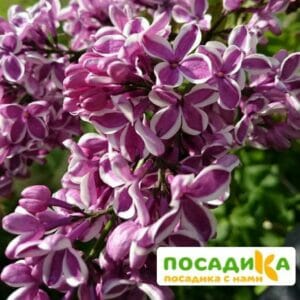 Сирень Сенсация купить по цене от 529.00р. в интернет-магазине «Посадика» с доставкой почтой в в Новоуральске и по всей России – [изображение №1].