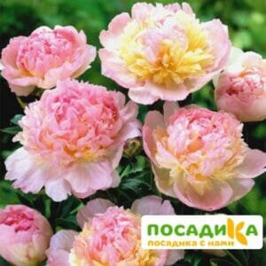 Пион Распберри Сандей (Paeonia Raspberry Sundae) купить по цене от 959р. в интернет-магазине «Посадика» с доставкой почтой в в Новоуральске и по всей России – [изображение №1].