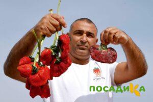 Клубника Гигант Джорнея купить по цене от 266р. в интернет-магазине «Посадика» с доставкой почтой в в Новоуральске и по всей России – [изображение №1].