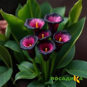 Калла Аура Лейс купить по цене от 400р. в интернет-магазине «Посадика» с доставкой почтой в в Новоуральске и по всей России – [изображение №1].