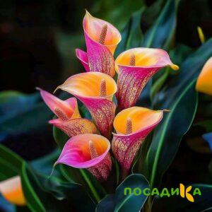 Калла Оникс купить по цене от 450р. в интернет-магазине «Посадика» с доставкой почтой в в Новоуральске и по всей России – [изображение №1].