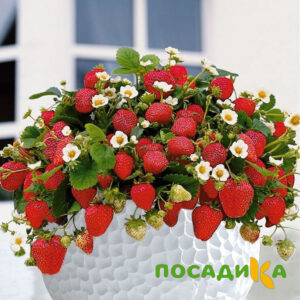 Клубника Рубиновый Шепот (горшечная) купить по цене от 240р. в интернет-магазине «Посадика» с доставкой почтой в в Новоуральске и по всей России – [изображение №1].