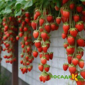 Клубника вьющаяся Комплимент купить по цене от 470р. в интернет-магазине «Посадика» с доставкой почтой в в Новоуральске и по всей России – [изображение №1].