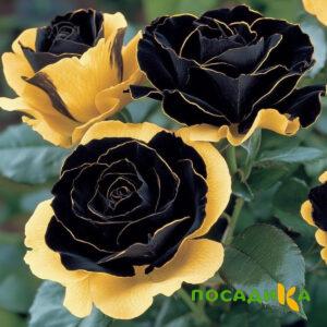 Роза Ханни Сикл купить по цене от 700р. в интернет-магазине «Посадика» с доставкой почтой в в Новоуральске и по всей России – [изображение №1].