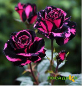 Роза Багровый Шепот купить по цене от 366р. в интернет-магазине «Посадика» с доставкой почтой в в Новоуральске и по всей России – [изображение №1].