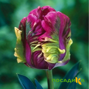 Тюльпан Экзотик Хэвен купить по цене от 186р. в интернет-магазине «Посадика» с доставкой почтой в в Новоуральске и по всей России – [изображение №1].