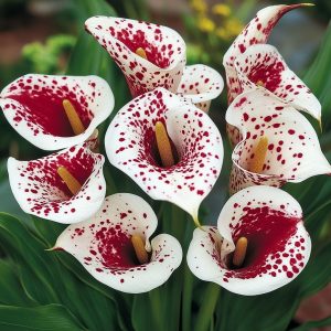 Калла Эмпайр купить по цене от 302р. в интернет-магазине «Посадика» с доставкой почтой в в Новоуральске и по всей России – [изображение №1].