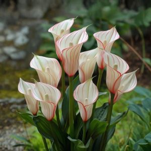 Калла Глейшер купить по цене от 299р. в интернет-магазине «Посадика» с доставкой почтой в в Новоуральске и по всей России – [изображение №1].