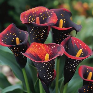 Калла Нуар купить по цене от 299р. в интернет-магазине «Посадика» с доставкой почтой в в Новоуральске и по всей России – [изображение №1].