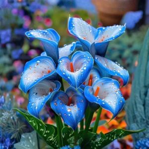 Калла Портрейт купить по цене от 292р. в интернет-магазине «Посадика» с доставкой почтой в в Новоуральске и по всей России – [изображение №1].