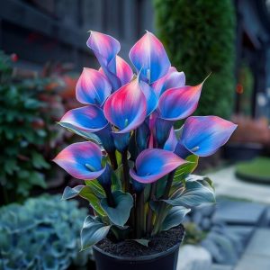 Калла Импрессия купить по цене от 590р. в интернет-магазине «Посадика» с доставкой почтой в в Новоуральске и по всей России – [изображение №1].