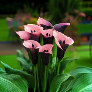 Калла Энигма купить по цене от 291р. в интернет-магазине «Посадика» с доставкой почтой в в Новоуральске и по всей России – [изображение №1].