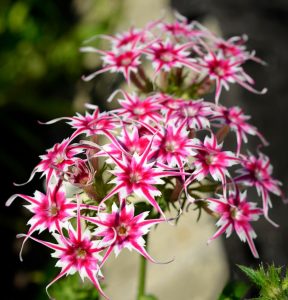 Флокс Метельчатый Путь купить по цене от 456р. в интернет-магазине «Посадика» с доставкой почтой в в Новоуральске и по всей России – [изображение №1].