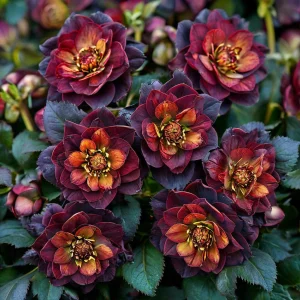 Морозник Сноу Дроп купить по цене от 348р. в интернет-магазине «Посадика» с доставкой почтой в в Новоуральске и по всей России – [изображение №1].