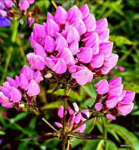 Флокс Бутоник купить по цене от 461р. в интернет-магазине «Посадика» с доставкой почтой в в Новоуральске и по всей России – [изображение №1].