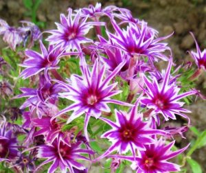 Флокс Звездное Кружево купить по цене от 361р. в интернет-магазине «Посадика» с доставкой почтой в в Новоуральске и по всей России – [изображение №1].