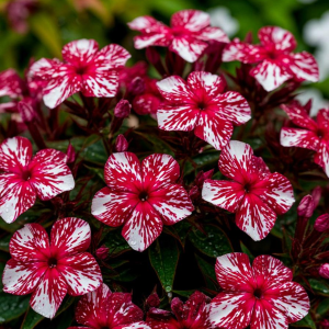 Флокс Ливер Гриммер купить по цене от 590р. в интернет-магазине «Посадика» с доставкой почтой в в Новоуральске и по всей России – [изображение №1].